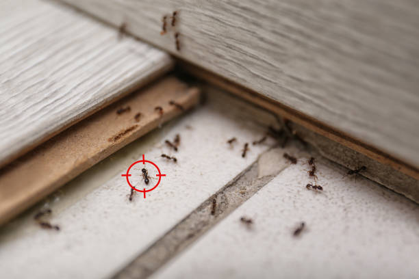 Reliable New Boston, OH Pest Control Solutions