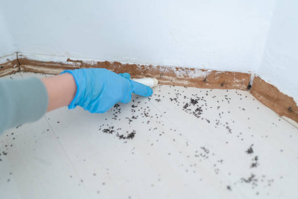 Best Ant Control Services  in New Boston, OH